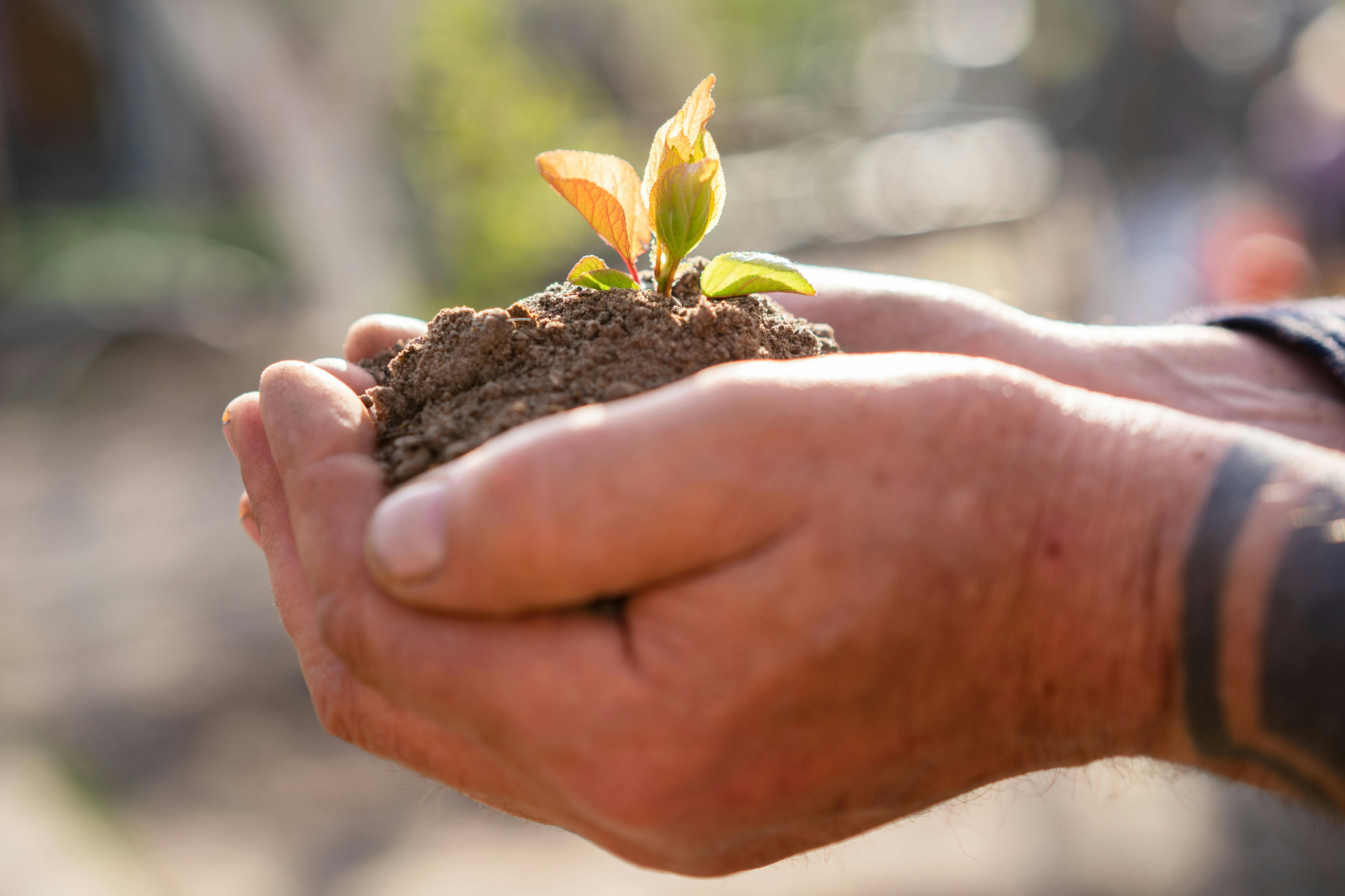 Hands cradling soil and a young seedling — the human foundation of circular engineering